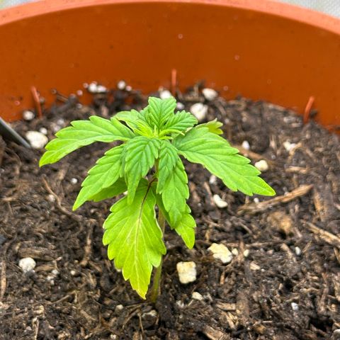 Cookies Gelato growlog timeline photo