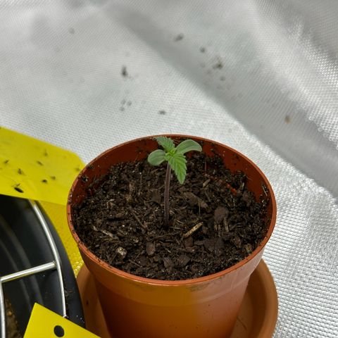 Northern Lights Automatic growlog timeline photo