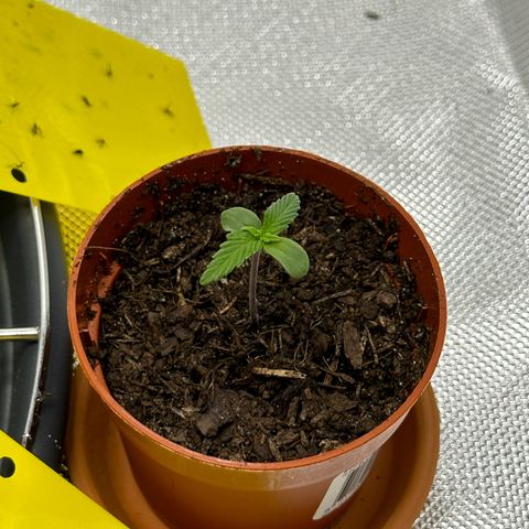 Northern Lights Automatic growlog timeline photo
