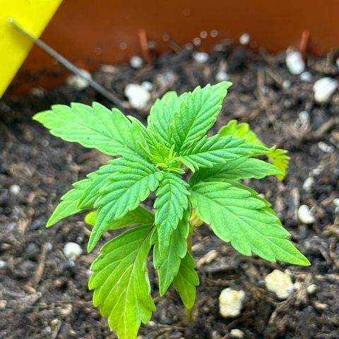 Cookies Gelato growlog timeline photo