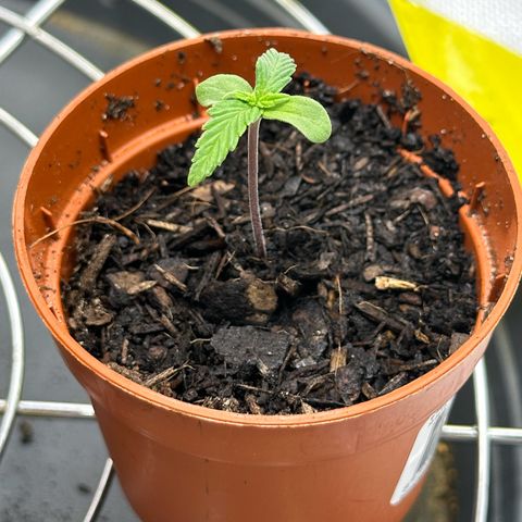 Northern Lights Automatic growlog timeline photo