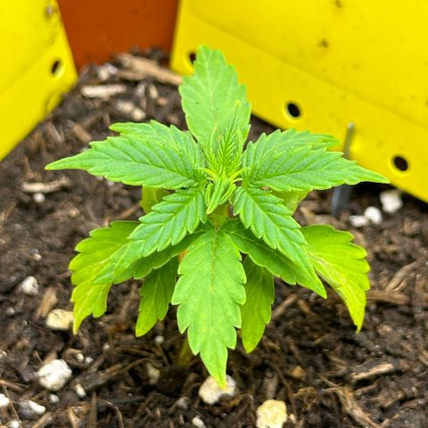 Cookies Gelato growlog timeline photo