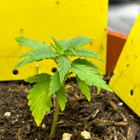 Cookies Gelato growlog timeline photo