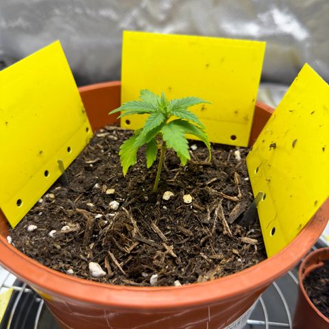Cookies Gelato growlog timeline photo