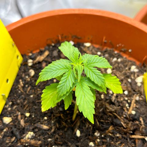 Cookies Gelato growlog timeline photo