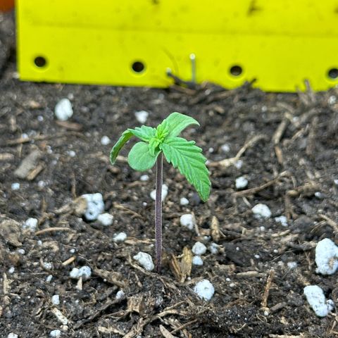 Northern Lights Automatic growlog timeline photo