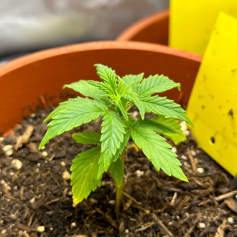 Cookies Gelato growlog timeline photo