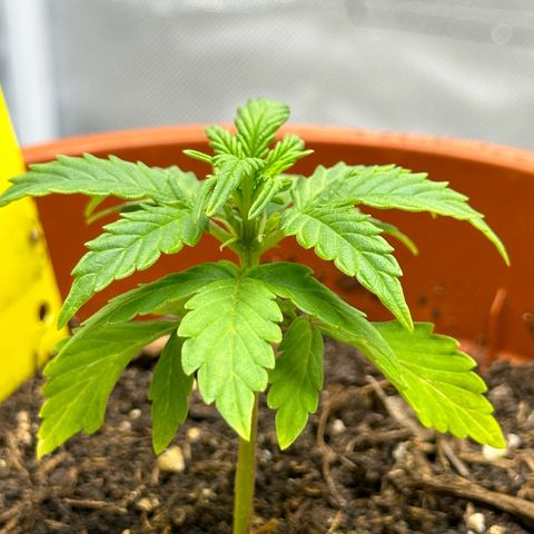Cookies Gelato growlog timeline photo