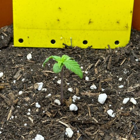 Northern Lights Automatic growlog timeline photo