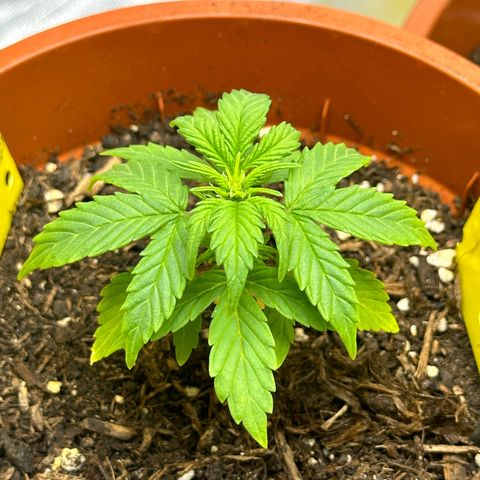 Cookies Gelato growlog timeline photo