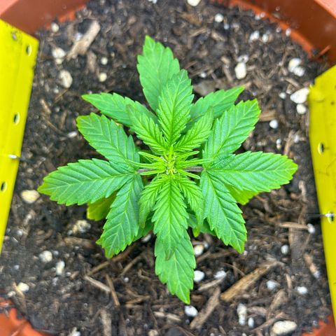 Cookies Gelato growlog timeline photo
