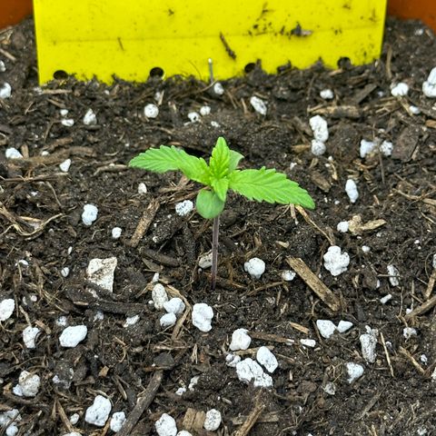 Northern Lights Automatic growlog timeline photo