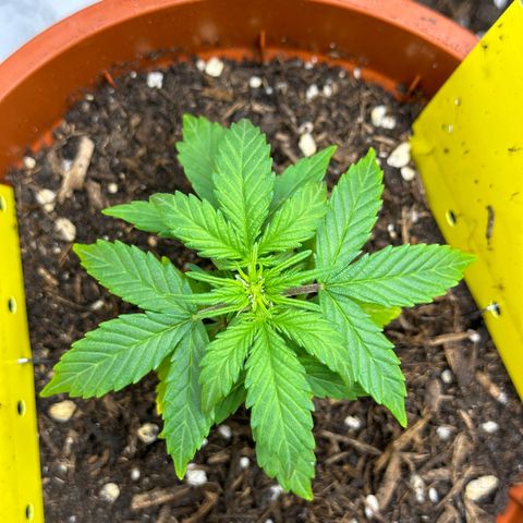 Cookies Gelato growlog timeline photo