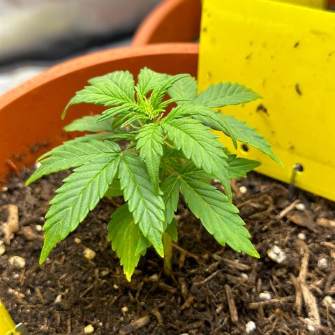 Cookies Gelato growlog timeline photo
