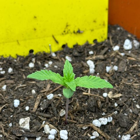 Northern Lights Automatic growlog timeline photo