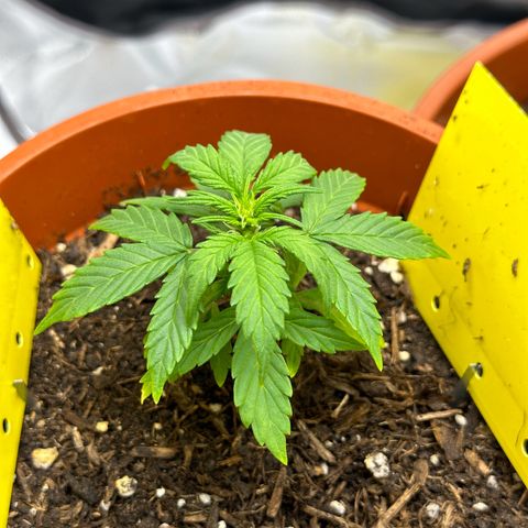 Cookies Gelato growlog timeline photo