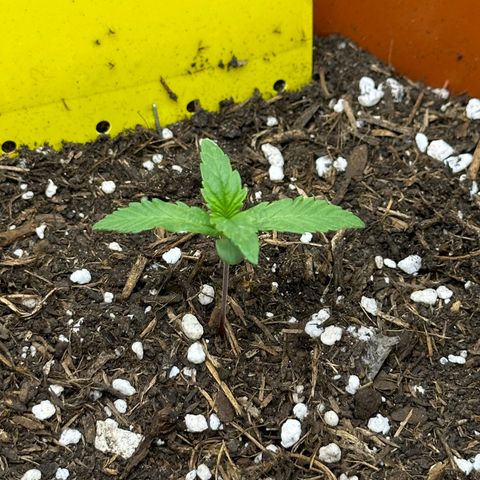 Northern Lights Automatic growlog timeline photo