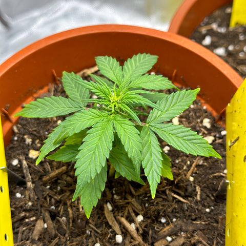 Cookies Gelato growlog timeline photo