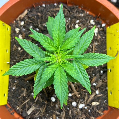 Cookies Gelato growlog timeline photo