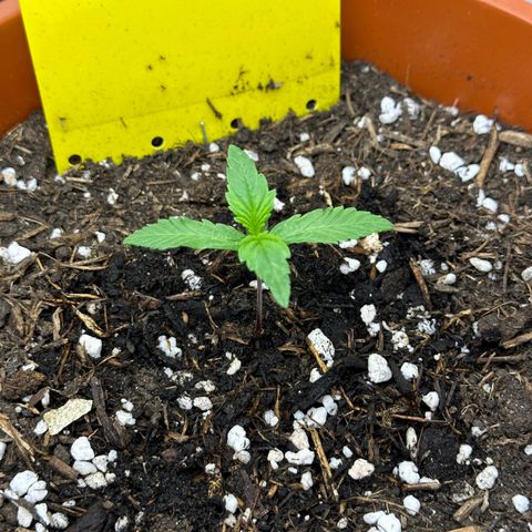 Northern Lights Automatic growlog timeline photo