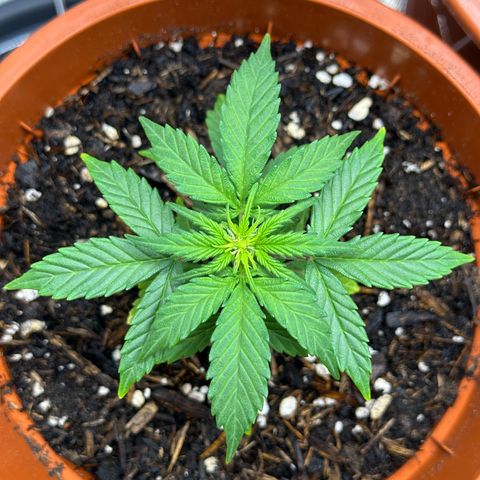 Cookies Gelato growlog timeline photo