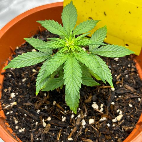 Cookies Gelato growlog timeline photo