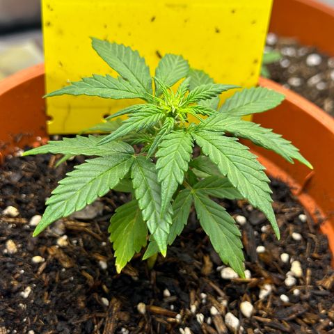 Cookies Gelato growlog timeline photo