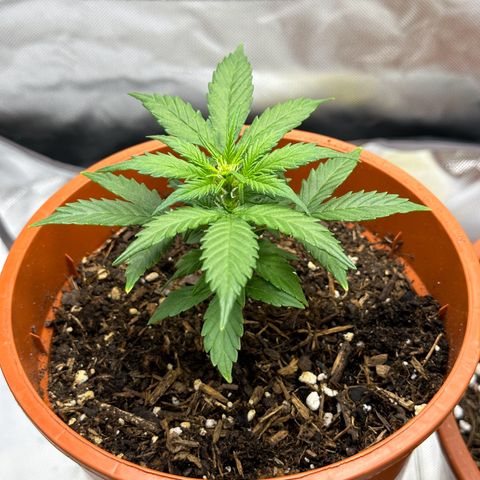 Cookies Gelato growlog timeline photo