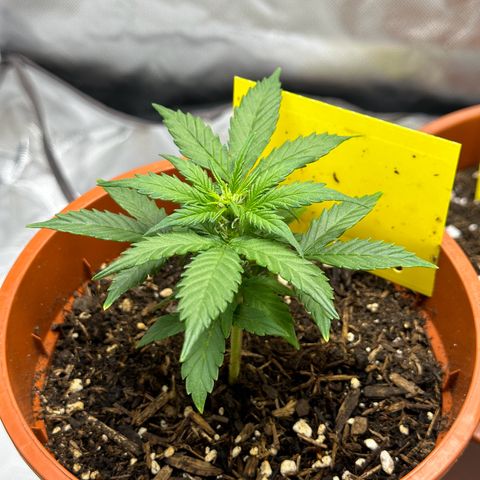 Cookies Gelato growlog timeline photo