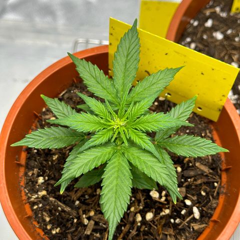 Cookies Gelato growlog timeline photo