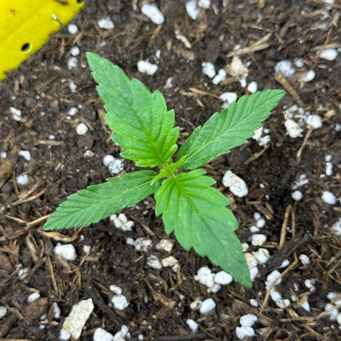 Northern Lights Automatic growlog timeline photo