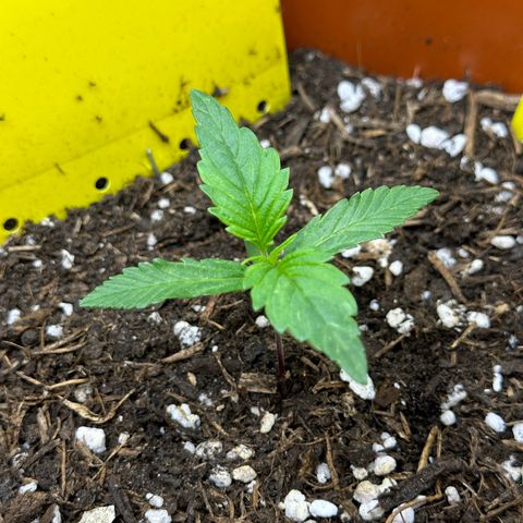 Northern Lights Automatic growlog timeline photo