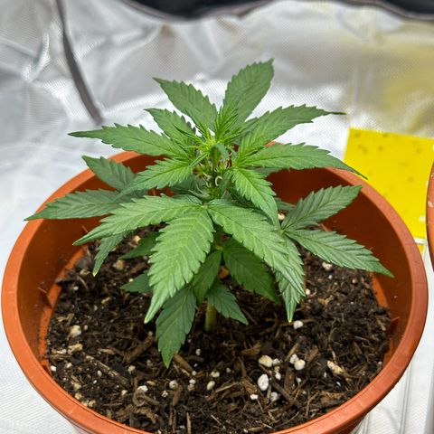 Cookies Gelato growlog timeline photo