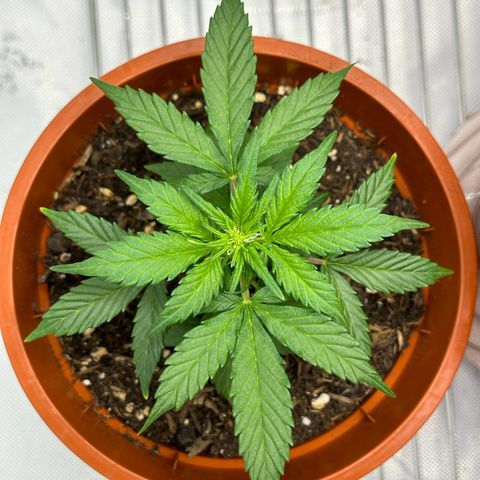 Cookies Gelato growlog timeline photo