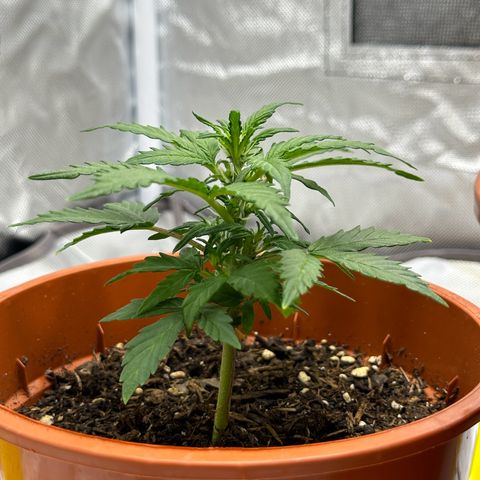 Cookies Gelato growlog timeline photo