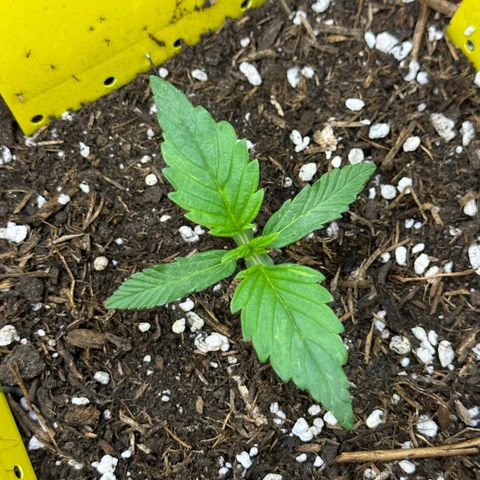 Northern Lights Automatic growlog timeline photo