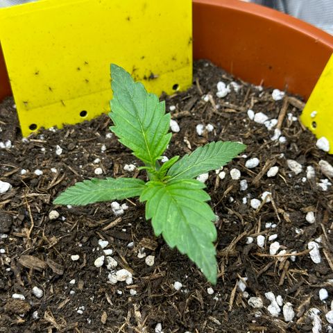 Northern Lights Automatic growlog timeline photo