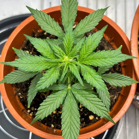 Cookies Gelato growlog timeline photo