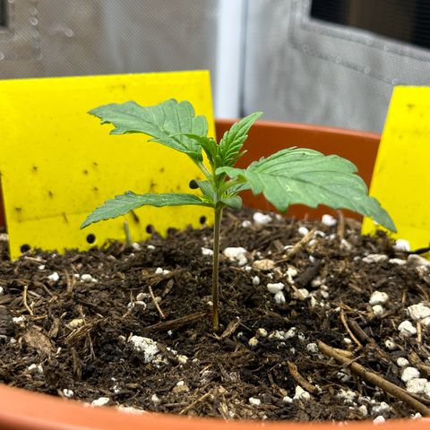 Northern Lights Automatic growlog timeline photo