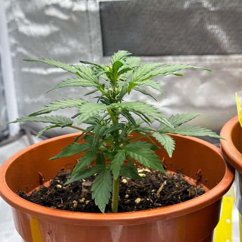 Cookies Gelato growlog timeline photo