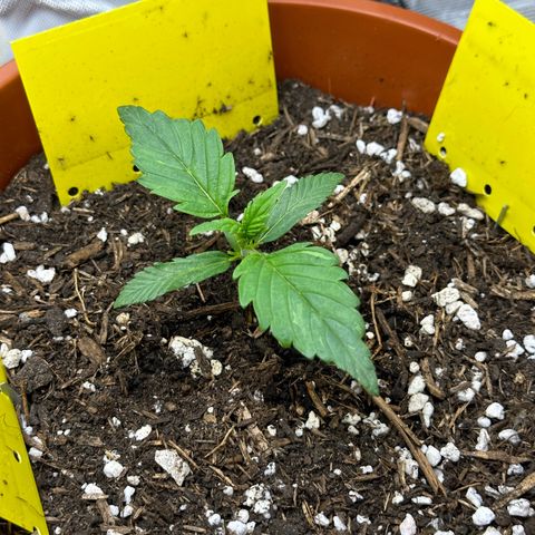 Northern Lights Automatic growlog timeline photo