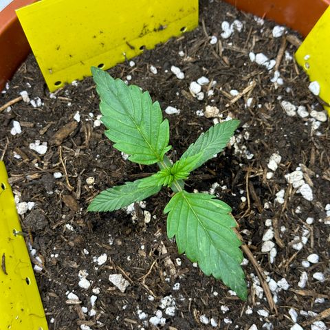 Northern Lights Automatic growlog timeline photo