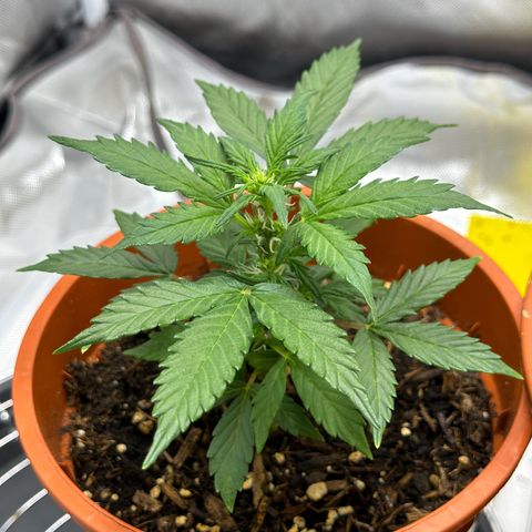 Cookies Gelato growlog timeline photo