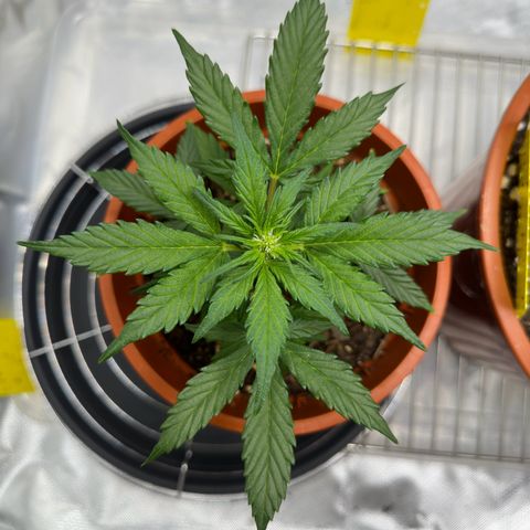 Cookies Gelato growlog timeline photo