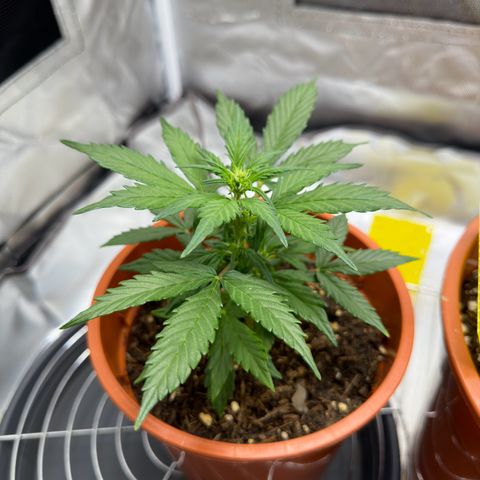 Cookies Gelato growlog timeline photo