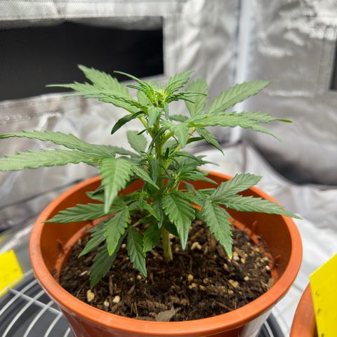 Cookies Gelato growlog timeline photo