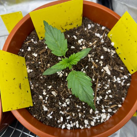 Northern Lights Automatic growlog timeline photo