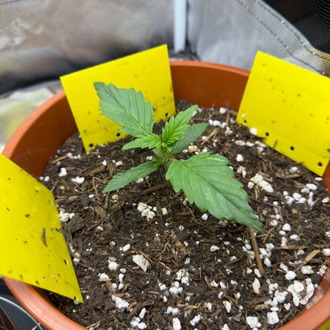 Northern Lights Automatic growlog timeline photo