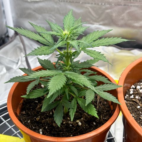 Cookies Gelato growlog timeline photo