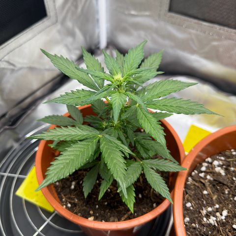 Cookies Gelato growlog timeline photo